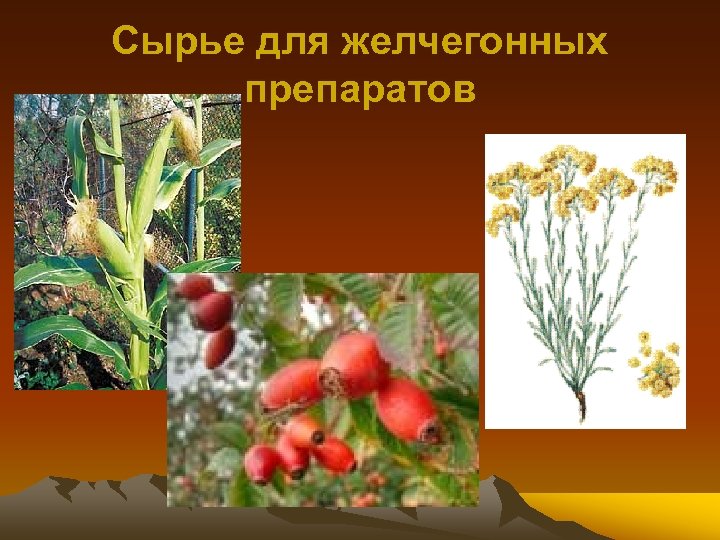 Сырье для желчегонных препаратов 