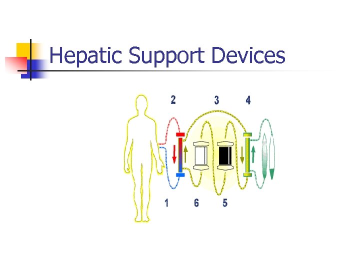 Hepatic Support Devices 