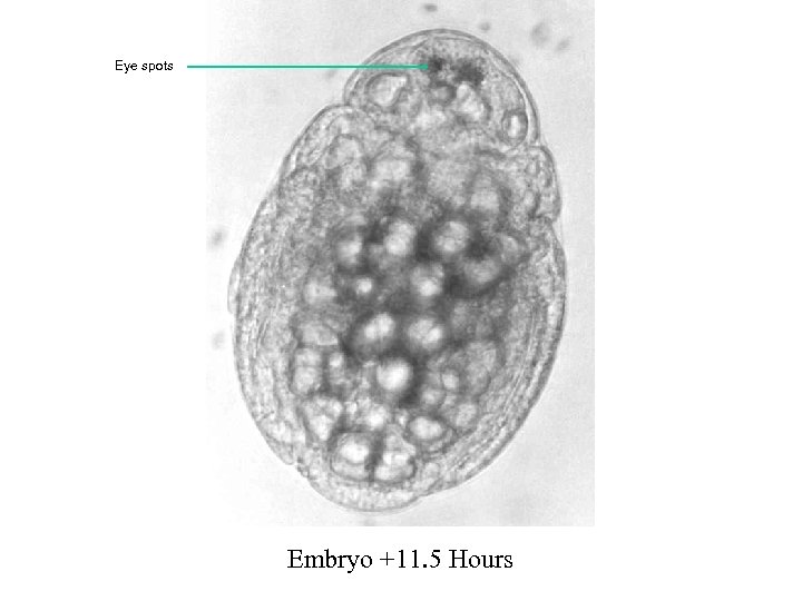 Eye spots Embryo +11. 5 Hours 