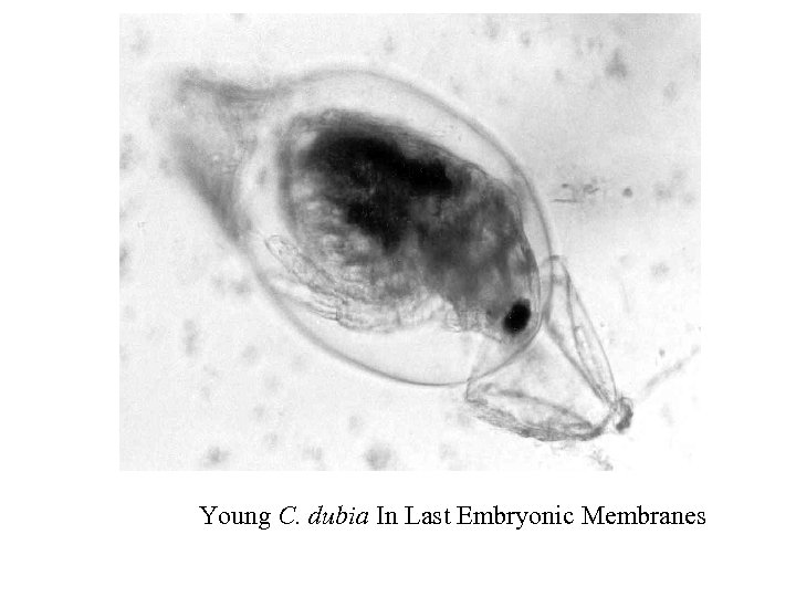 Young C. dubia In Last Embryonic Membranes 