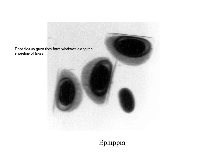 Densities so great they form windrows along the shoreline of lakes. Ephippia 