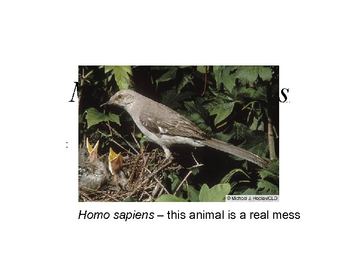 Homo sapiens – this animal is a real mess 