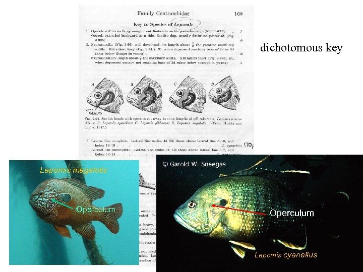 dichotomous key Lepomis megalotis Operculum Lepomis cyanellus 