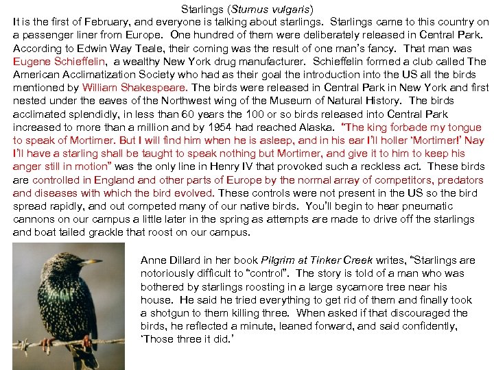 Starlings (Sturnus vulgaris) It is the first of February, and everyone is talking about