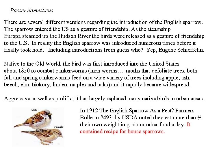 Passer domesticus There are several different versions regarding the introduction of the English sparrow.