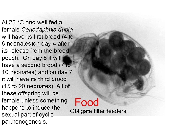 At 25 °C and well fed a female Ceriodaphnia dubia will have its first