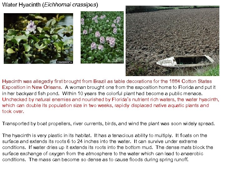 Water Hyacinth (Eichhornai crassipes) Hyacinth was allegedly first brought from Brazil as table decorations