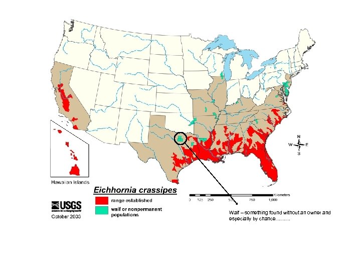 Waif – something found without an owner and especially by chance……… 