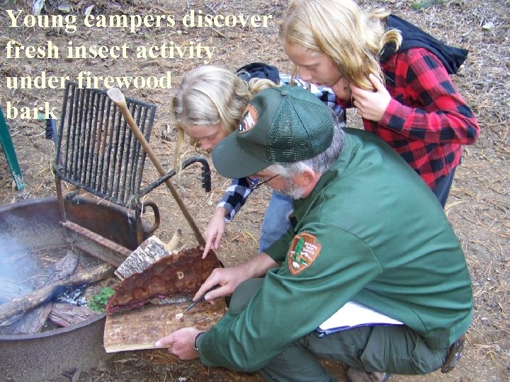 Young campers discover fresh insect activity under firewood bark EXPERIENCE YOUR AMERICA 