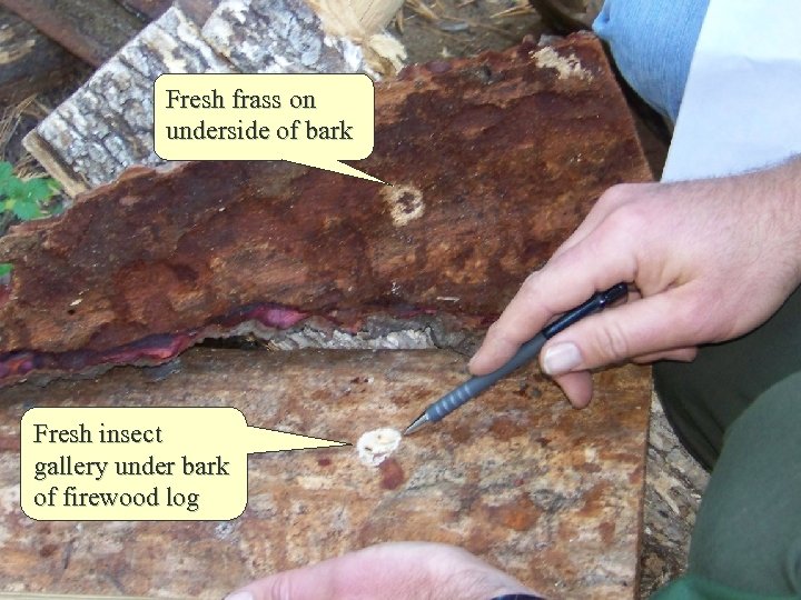 Fresh frass on underside of bark EXPERIENCE YOUR AMERICA Fresh insect gallery under bark