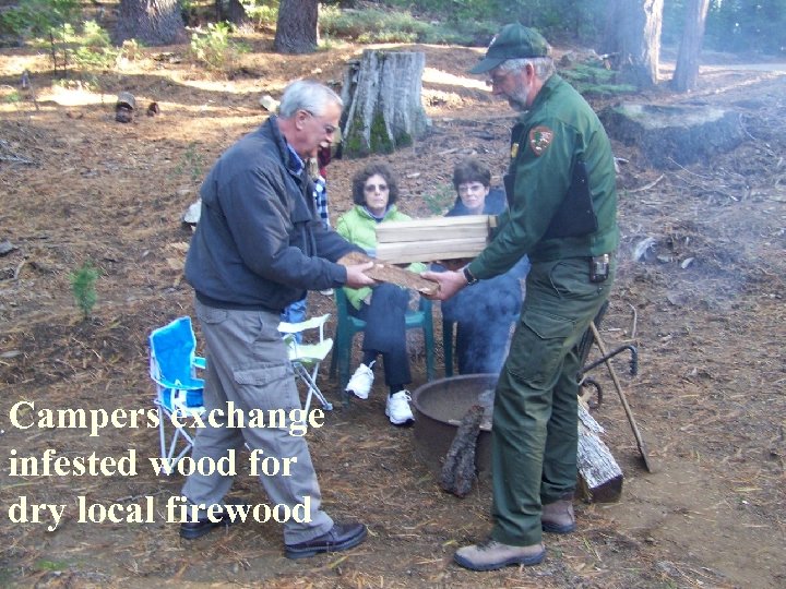 EXPERIENCE YOUR AMERICA Campers exchange infested wood for dry local firewood 