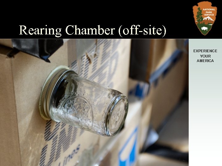 Rearing Chamber (off-site) EXPERIENCE YOUR AMERICA 