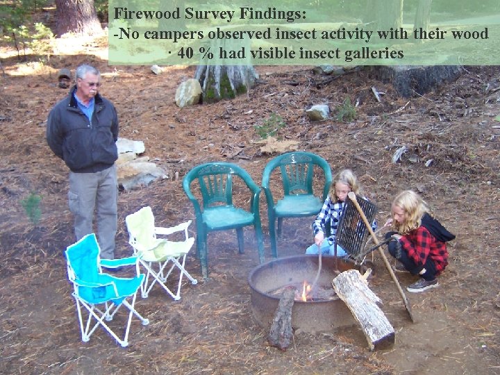 Firewood Survey Findings: -No campers observed insect activity with their wood · 40 %
