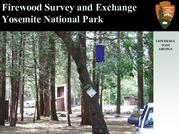 Firewood Survey and Exchange Yosemite National Park EXPERIENCE YOUR AMERICA Firewood exchange 10/15/2009 purple