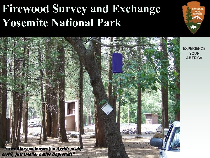 Firewood Survey and Exchange Yosemite National Park EXPERIENCE YOUR AMERICA Firewood exchange 10/15/2009 purple