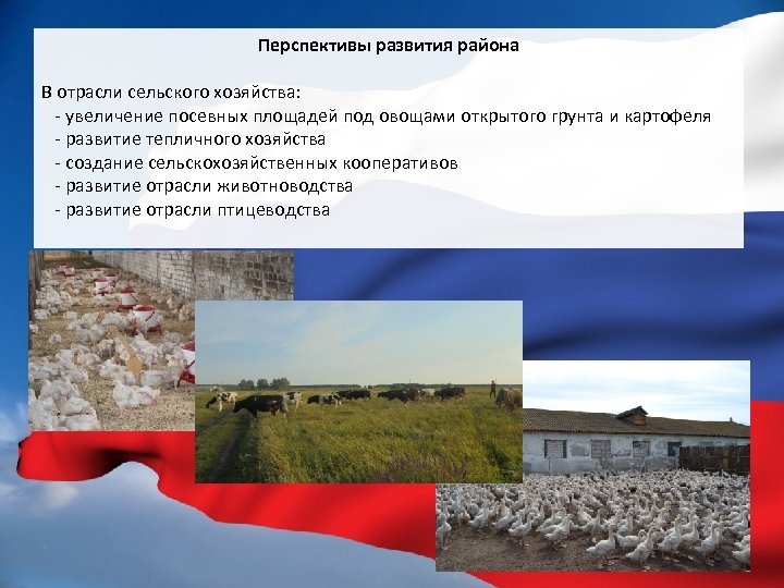 Перспективы развития района В отрасли сельского хозяйства: - увеличение посевных площадей под овощами открытого