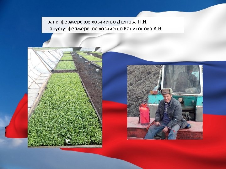 - рапс: фермерское хозяйство Долгова П. Н. - капусту: фермерское хозяйство Капитонова А. В.