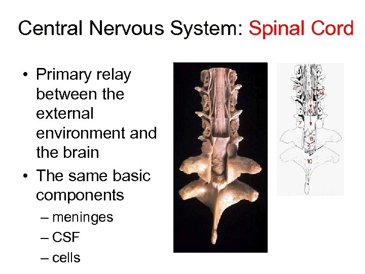 Central Nervous System: Spinal Cord • Primary relay between the external environment and the