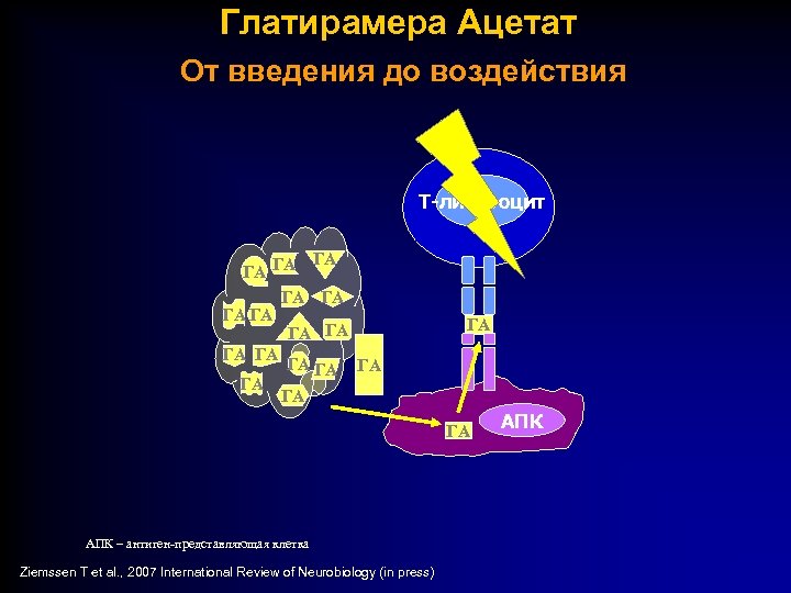 Глатирамера Ацетат От введения до воздействия T-лимфоцит ГА ГА ГА ГА ГА АПК –