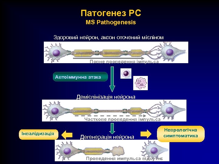Патогенез РС MS Pathogenesis Здоровий нейрон, аксон оточений мієліном Повне проведення імпульса Автоіммунна атака