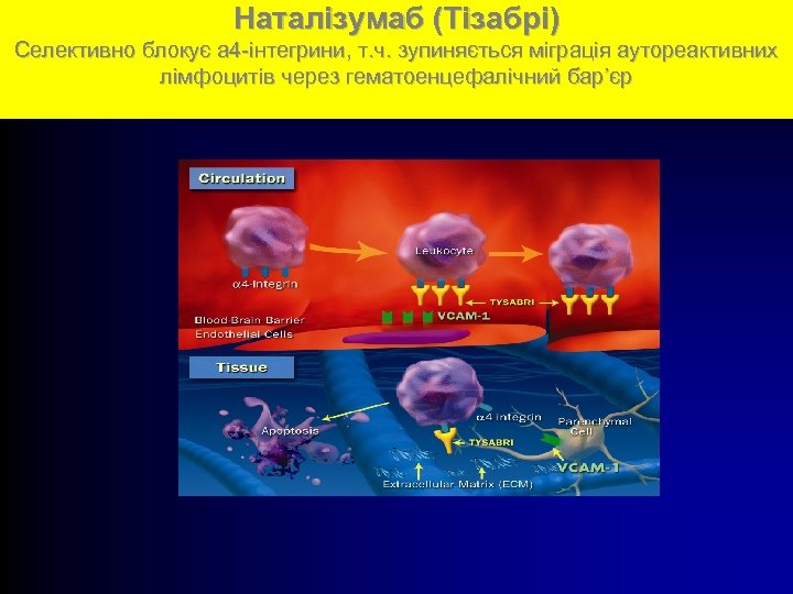 Наталізумаб (Тізабрі) Селективно блокує а 4 -інтегрини, т. ч. зупиняється міграція аутореактивних лімфоцитів через