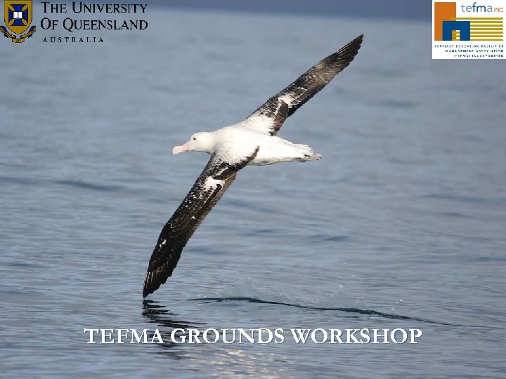 TEFMA GROUNDS WORKSHOP 