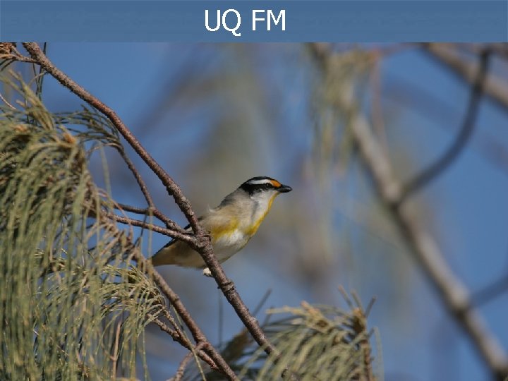 UQ FM 