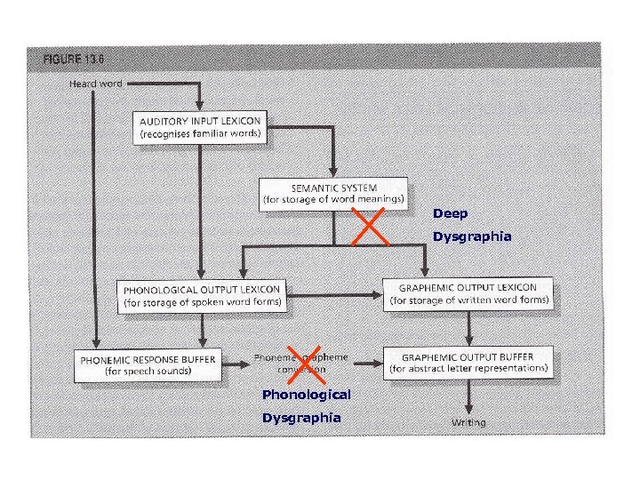 Deep Dysgraphia Phonological Dysgraphia 