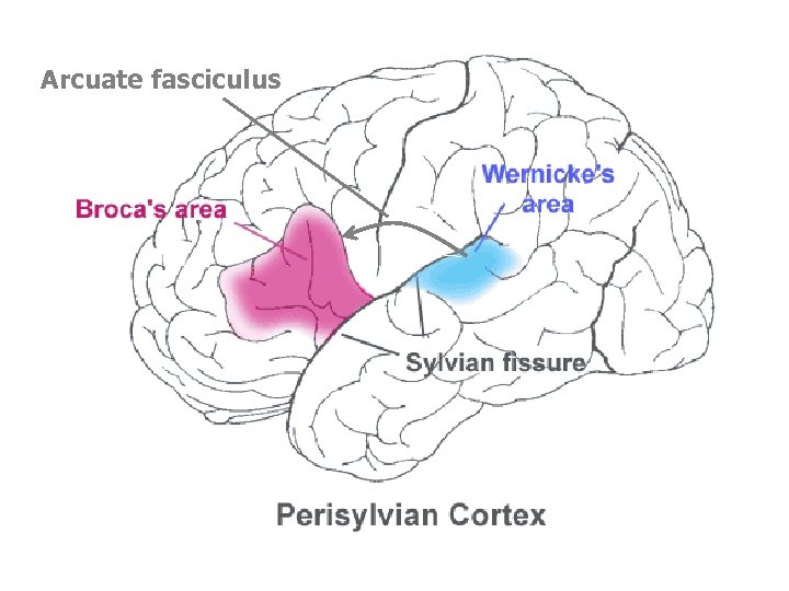 Arcuate fasciculus 