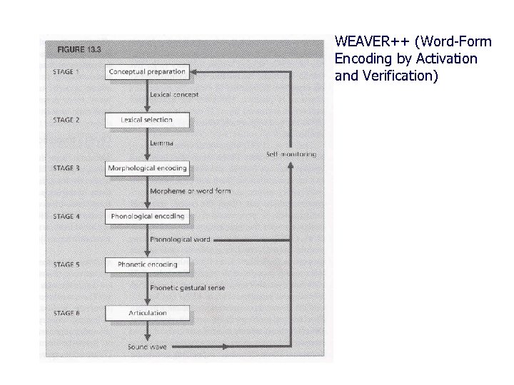 WEAVER++ (Word-Form Encoding by Activation and Verification) 