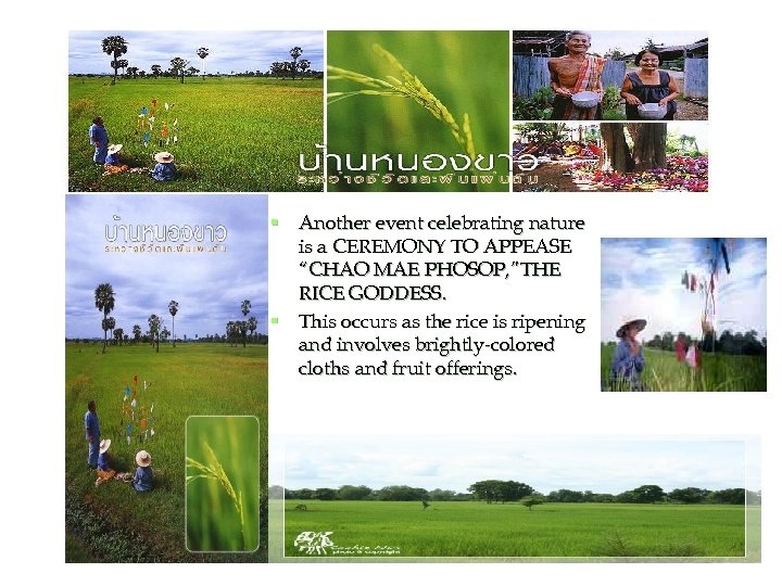 § Another event celebrating nature is a CEREMONY TO APPEASE “CHAO MAE PHOSOP, ”THE