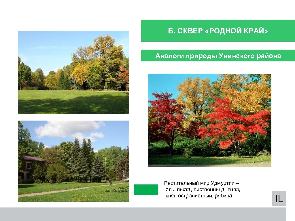 Б. СКВЕР «РОДНОЙ КРАЙ» Аналоги природы Увинского района Растительный мир Удмуртии – ель, пихта,