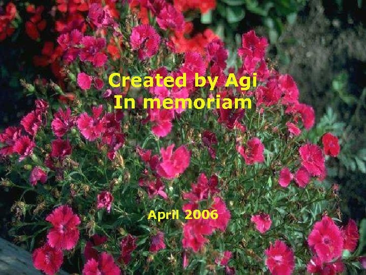 Created by Agi In memoriam April 2006 