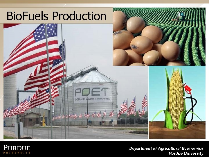 Bio. Fuels Production Department of Agricultural Economics Purdue University 