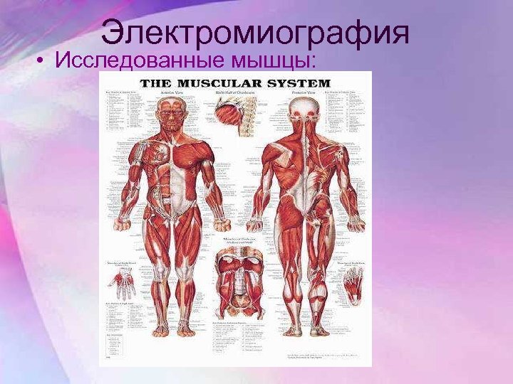 Электромиография • Исследованные мышцы: 