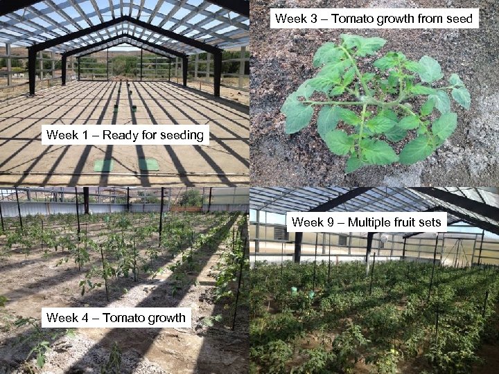 Week 3 – Tomato growth from seed Week 1 – Ready for seeding Week