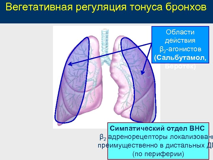 Вегетативная регуляция тонуса бронхов Области действия β 2 агонистов (Сальбутамол, Беротек) Симпатический отдел ВНС