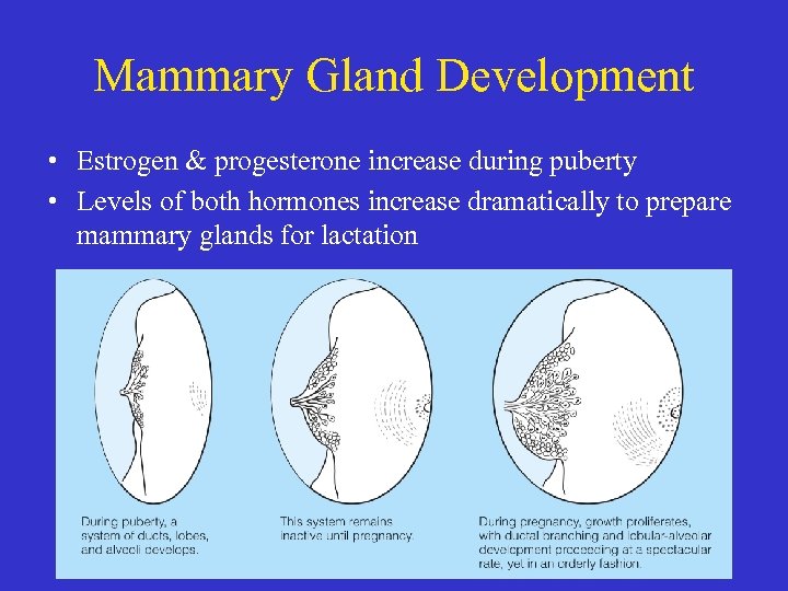 Mammary Gland Development • Estrogen & progesterone increase during puberty • Levels of both