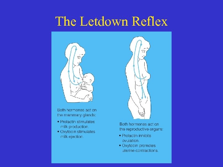 The Letdown Reflex 