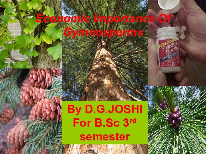 Economic Importance Of Gymnosperms By D. G. JOSHI For B. Sc 3 rd semester