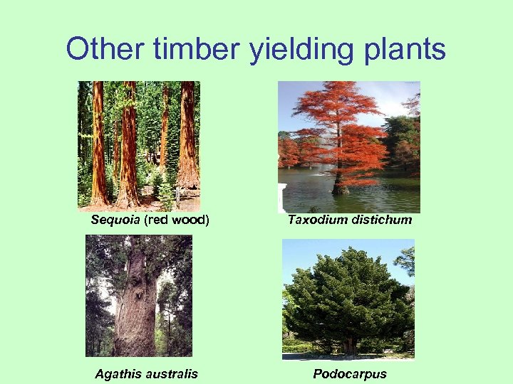 Other timber yielding plants Sequoia (red wood) Taxodium distichum Agathis australis Podocarpus 