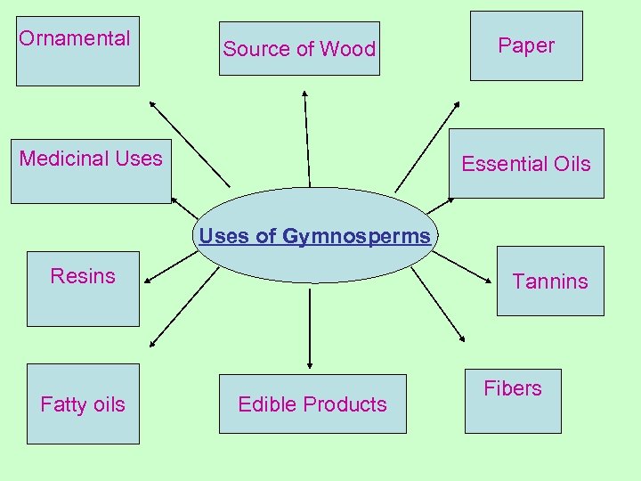 Ornamental Source of Wood Medicinal Uses Paper Essential Oils Uses of Gymnosperms Resins Fatty