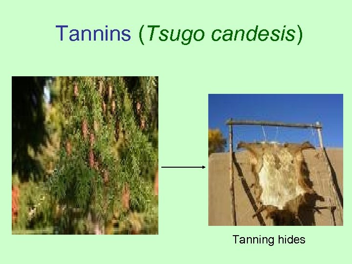 Tannins (Tsugo candesis) Tanning hides 