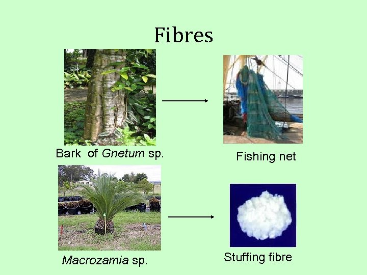 Fibres Bark of Gnetum sp. Macrozamia sp. Fishing net Stuffing fibre 