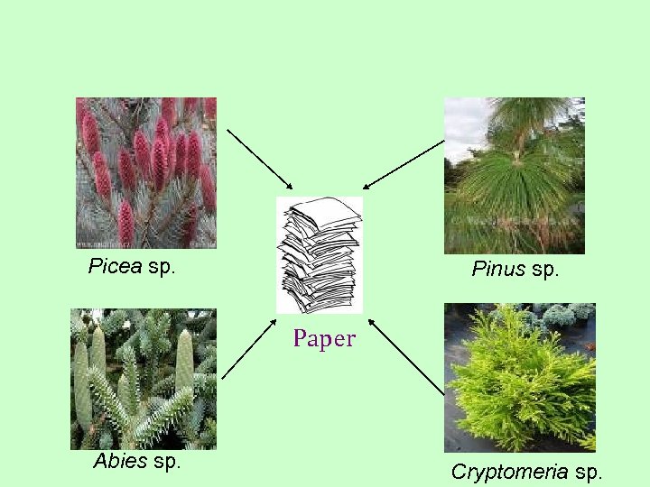 Picea sp. Pinus sp. Paper Abies sp. Cryptomeria sp. 