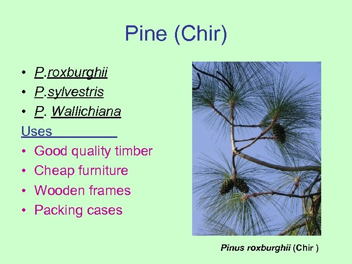 Pine (Chir) • P. roxburghii • P. sylvestris • P. Wallichiana Uses • Good