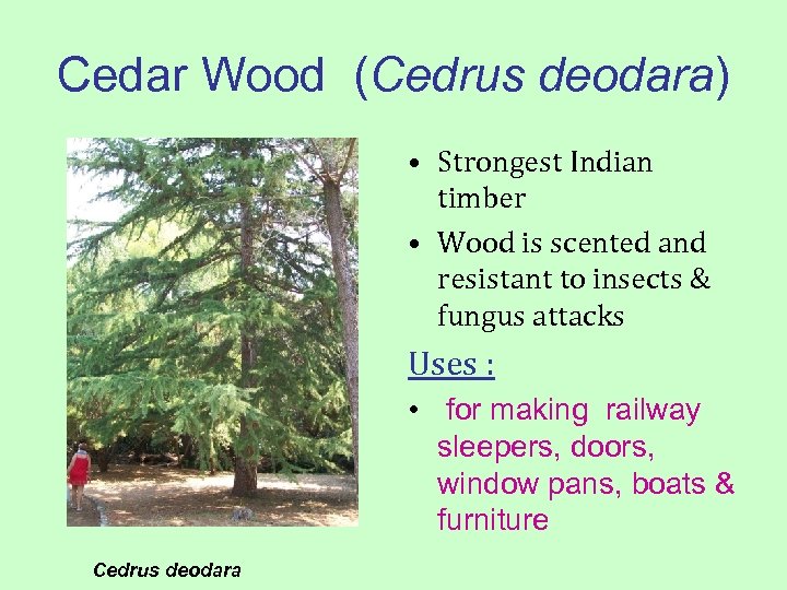 Cedar Wood (Cedrus deodara) • Strongest Indian timber • Wood is scented and resistant