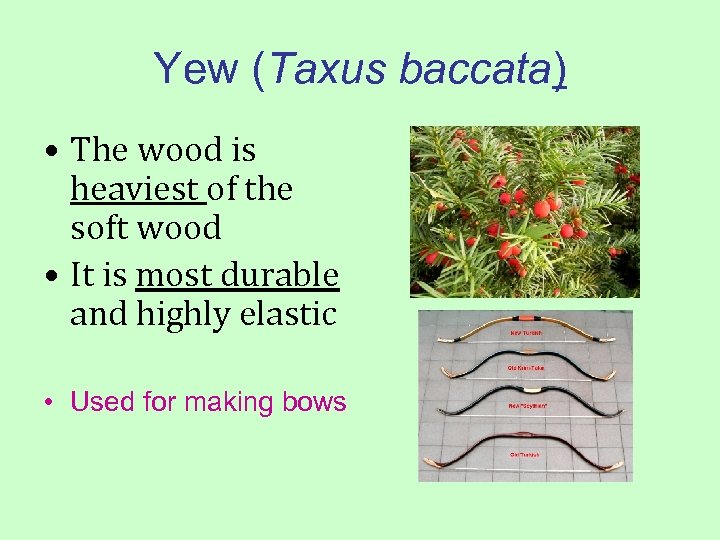 Yew (Taxus baccata) • The wood is heaviest of the soft wood • It