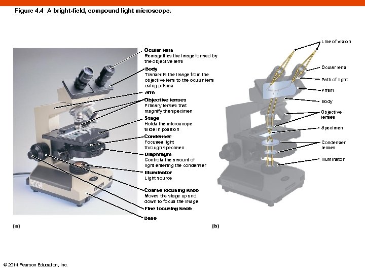 Figure 4. 4 A bright-field, compound light microscope. Line of vision Ocular lens Remagnifies