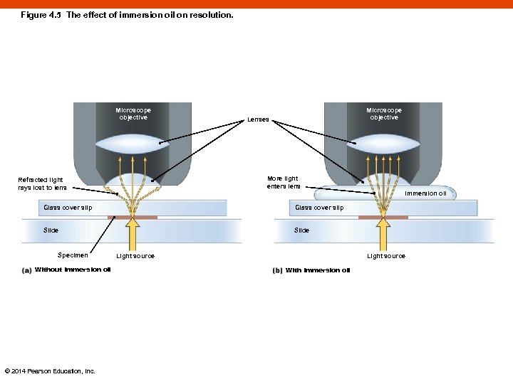 Figure 4. 5 The effect of immersion oil on resolution. Microscope objective Lenses More